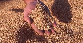سوريا تستورد 100 ألف طن من القمح الطري الأوكراني