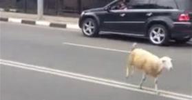 خروف يجري هربا من الذبح في مركز مدينة خاركيف شرق أوكرانيا