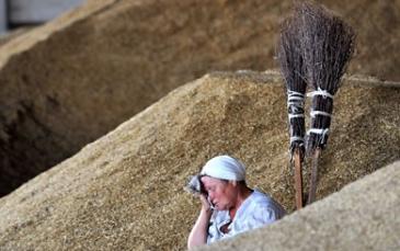 أوكرانيا تحذر من ارتفاع أسعار القمح بسبب البرد الذي أتلف ثلث محصولها