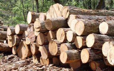 أوكرانيا تحظر تصدير الخشب إلى الخارج
