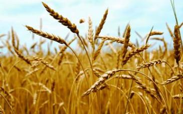 مصر تنتظر قرارا رسميا من أوكرانيا حول حظر تصدير القمح