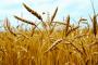 مصر تنتظر قرارا رسميا من أوكرانيا حول حظر تصدير القمح