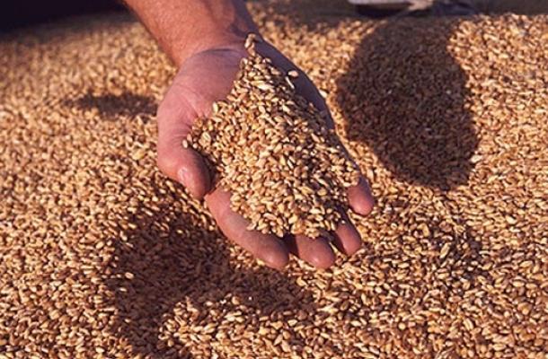 سوريا تستورد 100 ألف طن من القمح الطري الأوكراني