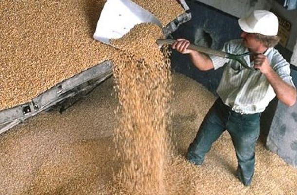 أوكرانيا تزود سوريا بنحو 100 ألف طن من القمح الطري