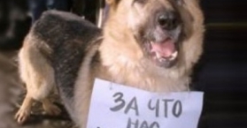 احتجاج في أوكرانيا ضد قتل الكلاب الضالة استعدادا لبطولة اليورو 2012