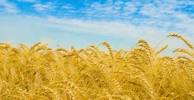 حجم صادرات أوكرانيا الزراعية يبلغ 17 مليار دولار خلال العام 2012