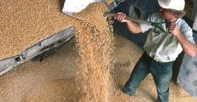 أوكرانيا تزود سوريا بنحو 100 ألف طن من القمح الطري