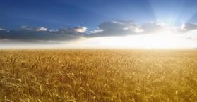 رغم الأزمة التي تعيشها.. صادرات أوكرانيا من القمح تبلغ مستويات قياسية