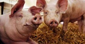 الفاو تحذر من انتشار وباء طاعون الخنزير الأفريقي بين الحيوانات في أوكرانيا