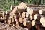 أوكرانيا تحظر تصدير الخشب إلى الخارج