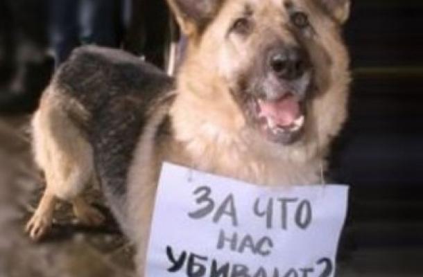 احتجاج في أوكرانيا ضد قتل الكلاب الضالة استعدادا لبطولة اليورو 2012